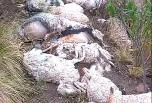 Potosí: Rayo mata 29 cabezas de ganado ovino y caprino