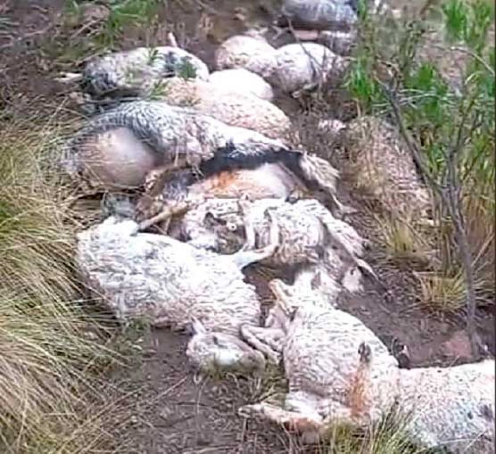 Potosí: Rayo mata 29 cabezas de ganado ovino y caprino