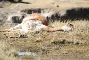 Denuncian caza ilegal de vicuñas en el municipio de Tomave