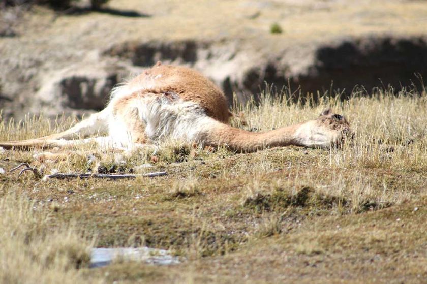 Denuncian caza ilegal de vicuñas en el municipio de Tomave