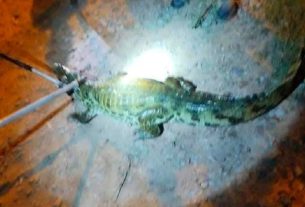 Pofoma rescata a un caimán que deambulaba por la ciudad de Trinidad