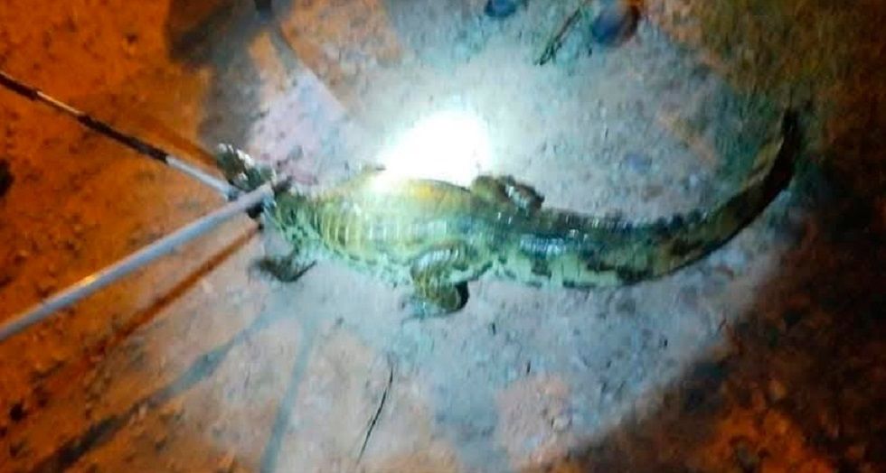 Pofoma rescata a un caimán que deambulaba por la ciudad de Trinidad