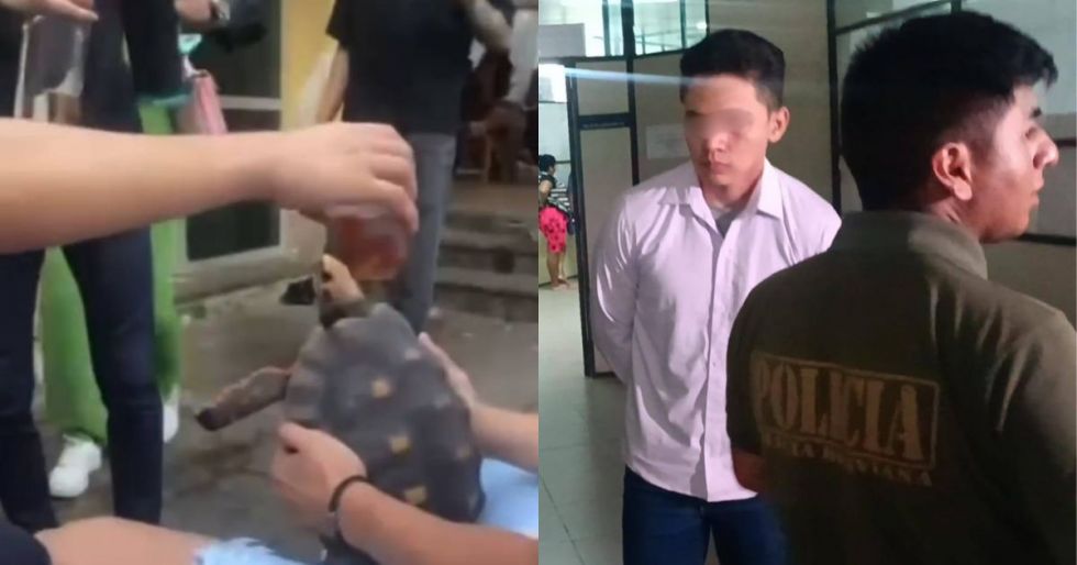 Sentencian con dos años de cárcel para joven que roció alcohol a una tortuga; el animal quedo con inflamación ocular