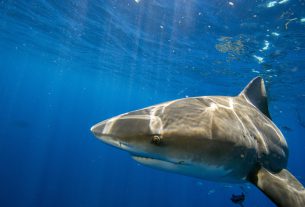 Pesca ilegal iniciado por el Cártel del Golfo pone en riesgo la supervivencia del tiburón Toro