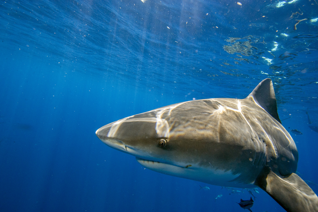 Pesca ilegal iniciado por el Cártel del Golfo pone en riesgo la supervivencia del tiburón Toro