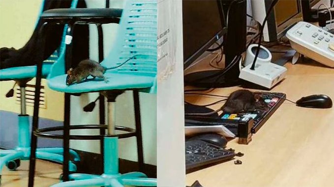 Chile: hallan ratones en un hospital y deciden suspender cirugías