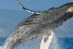 De no creer: Una ballena tragó y expulso a joven en Chile