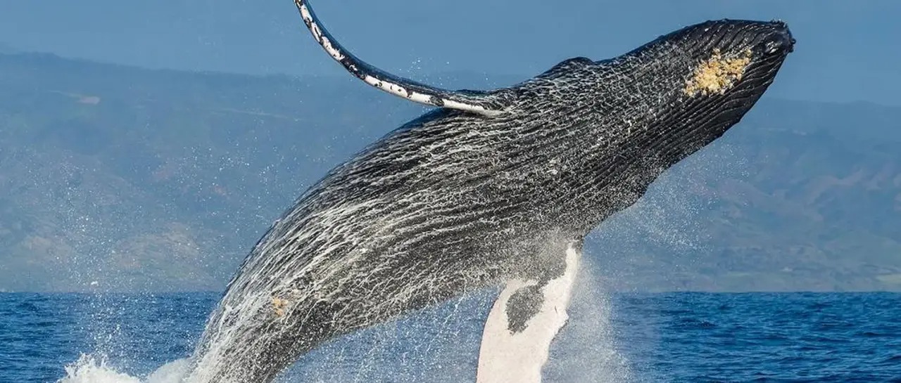De no creer: Una ballena tragó y expulso a joven en Chile